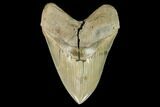 Serrated, 4.88" Megalodon Tooth - Aurora, North Carolina - #129450-1